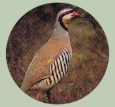 Best texas quail hunting