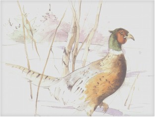 Pheasant