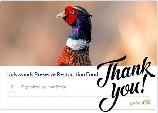 ladywoods game preserve pheasant
