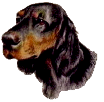 Gordon Setter