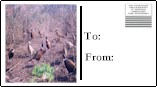 Send a LadyWoods Postcard!