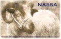 North American Shetland Sheepbreeders Association